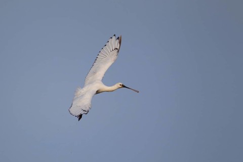 Eurasian spoonbill (Platalea leucorodia) adult bird in flight, RSPB Minsmere nature reserve,