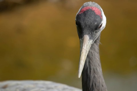 Common crane (Grus grus) adult bird head portrait, England, United KIngdom
