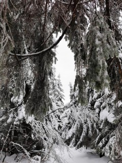 Close-up of snow-covered branches in a thick winter forest, gives a feeling close to nature,