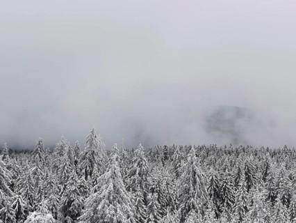 Snowy winter forest under thick fog, conveys a quiet and cold atmosphere, hiking in the
