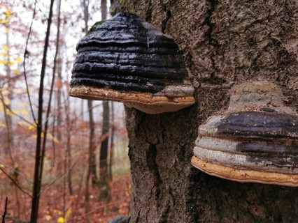 Close-up of tree fungi (fomes fomentarius) on a tree bark in autumn forest, hiking in the