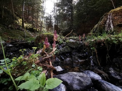 Small forest river surrounded by vegetation and moss-covered stones, hiking in the Franconian