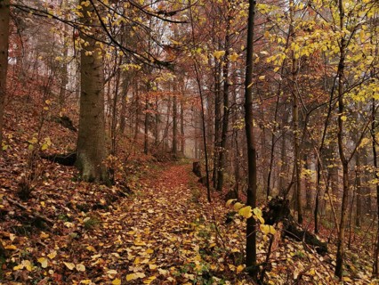A trail through the foggy forest, covered with colorful autumn leaves, hiking in the Franconian