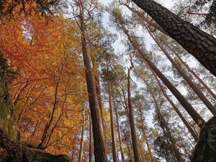 Tall trees with orange autumn leaves that rise into the sky are hiking in the Franconian Forest