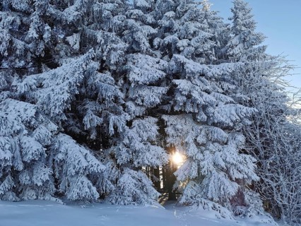Snowy trees with sunlight breaking through, in a wintery forest scene, winter, hiking in the