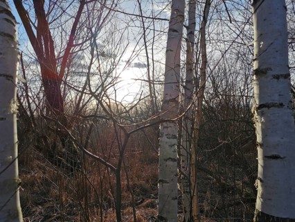 Winter forest scene with bare birch trees (betula) and sunlight in the background, Winter, Berlin