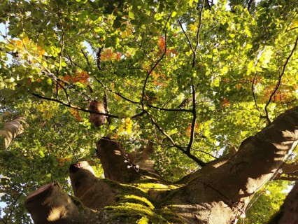 View from below up a moss-covered trunk of a tree with green and orange autumn leaves in sunlight,