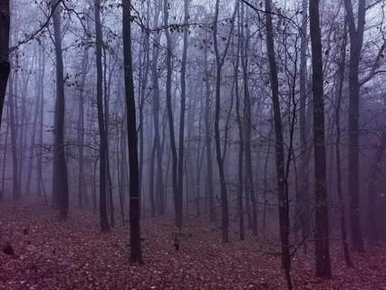 Dense, fog-covered forest in purple light with gloomy trees and leaves create a mystical
