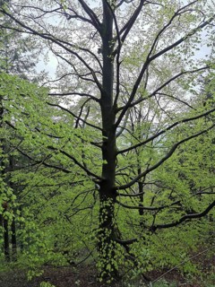 Large beech (fagus) with fresh green leaves in a lively spring forest, Franconian Forest nature