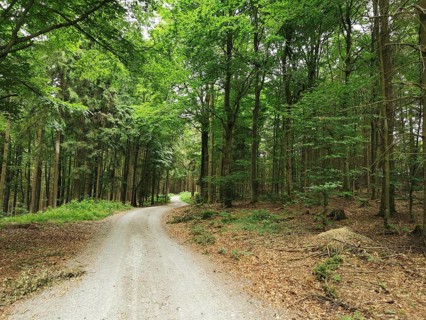 A winding forest trail, lined with thick trees and fresh greenery, invites you to take a walk, hike