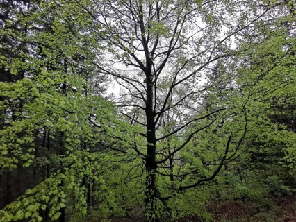 Large beech (fagus) with dense green leaves in the lush spring forest, Franconian Forest nature