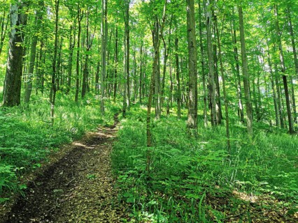 Green spring forest with a path that leads through the trees, hiking on the Rennsteig, Thuringian