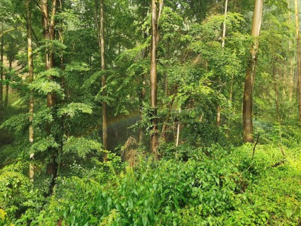 Dense forest with a rainbow between trees, lush treetops that create a quiet and peaceful