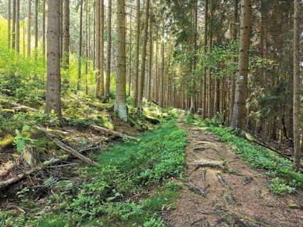 A forest with a path, surrounded by trees and sunlight, creates a peaceful atmosphere, hiking on