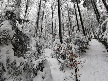 Trail through a snow-covered forest with tall trees and a quiet winter atmosphere, Franconian