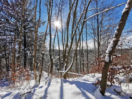 Bright winter forest with sun and blue sky, the light casts long shadows on the snow, winter,