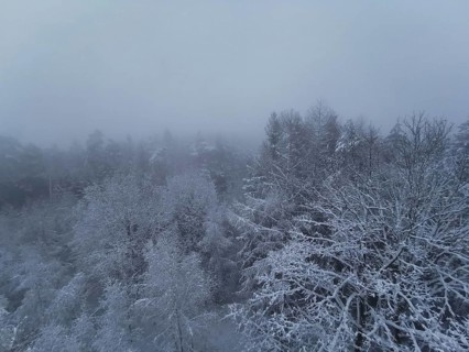 Foggy, icy winter forest, where the trees disappear under a thick blanket of fog from above,