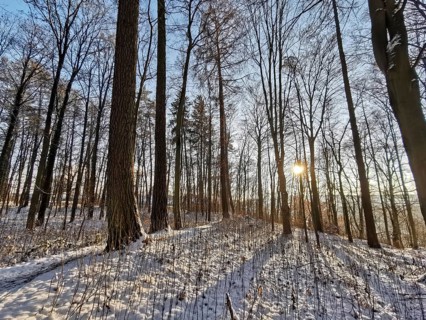 Snowy forest with sun rays and shade that create a peaceful atmosphere, Franconian Forest nature