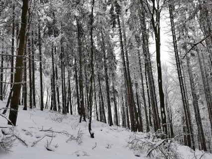 Snowy forest with tall trees under a quiet and quiet winter landscape, Franconian Forest nature