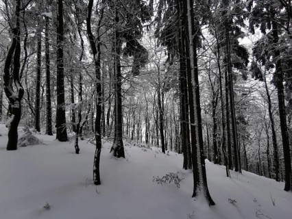 Snowy forest in a quiet winter landscape with dark shades, winter, hiking in Frankenwad nature park