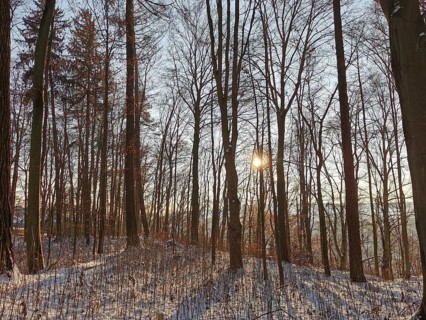 Winter forest with sun shining through bare trees and casting long shadows, Franconian Forest