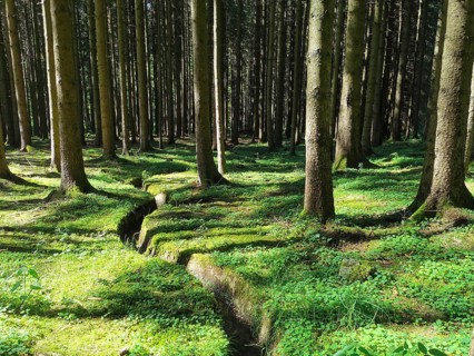 Dense forest covered with moss, where light and shadow play harmoniously, hiking along the
