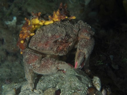 A camouflaged crab, woolly crab (Dromia personata) sits covered with golden sponge (Aplysina