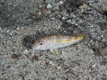 A small fish with light-coloured stripes, striped barb (Mullus surmuletus) juvenile, resting on a