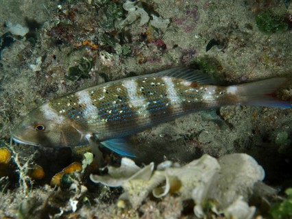An elongated fish with blue spots, dentex dentex, swims above a sandy seabed. Dive site House reef,
