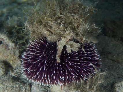 A Sphaerechinus granularis (Sphaerechinus granularis) with purple spines and camouflaged with algae