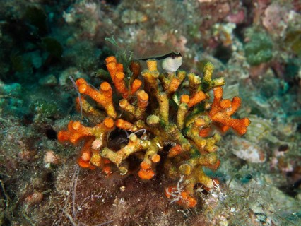 Vibrant orange teardrop coral (Myriapora truncata) with a small fish on top. Dive site House Reef,