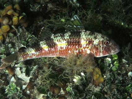 A patterned fish, striped barb (Mullus surmuletus), resting in the water at night among the algae.
