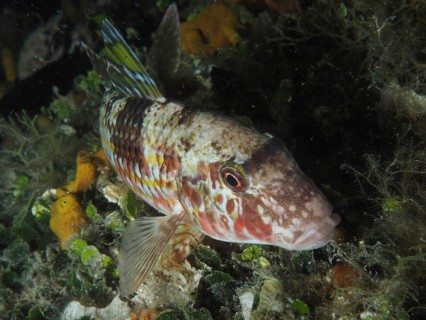 A colourful fish with reddish patterns, striped barb (Mullus surmuletus), rests between algae on