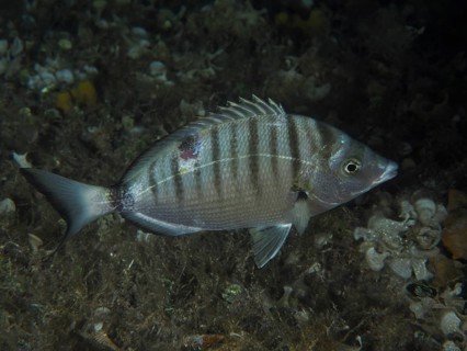 Pinniped (Diplodus puntazzo) at night. Dive site house reef, Stoja, Pula, Croatia, Mediterranean