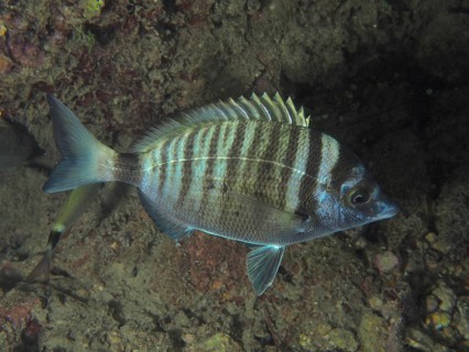 Striped fish, pointed bream (Diplodus puntazzo), in side view on the seabed. Dive site House Reef,