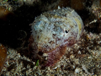 Cuttlefish, Common cuttlefish (Sepia officinalis) juvenile camouflaged in the dark underwater area