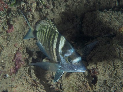 Striped fish, Pinniped (Diplodus puntazzo), on a dark, sandy seabed. Dive site House Reef, Stoja,