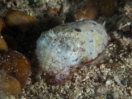 Cuttlefish, Common cuttlefish (Sepia officinalis) juvenile, camouflaged on sandy seabed. Dive site