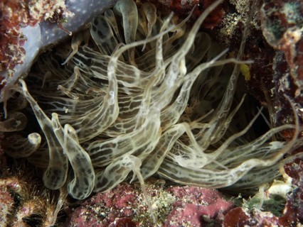 Siebanamone (Aiptasia mutabilis) with wavy tentacles on the seabed. Dive site Muzil, Stoja, Pula,