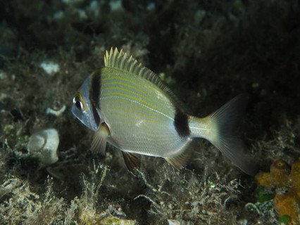 A silver fish with yellow stripes, two-banded seabream (Diplodus vulgaris), swims above a dense