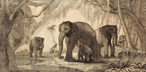 Wild elephants, India, tropical vegetation, agaves, lianas, watering hole, young animals, parents,