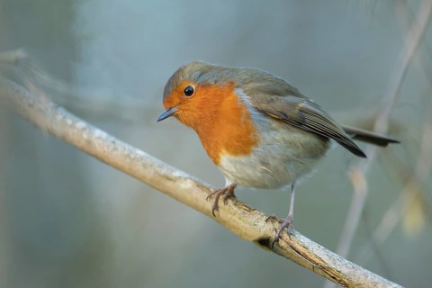 European robin (Erithacus rubecula) adult garden bird on a tree branch, England, United Kingdom
