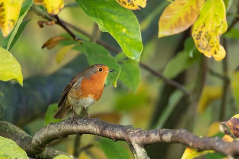 European robin (Erithacus rubecula) adult garden bird in a magnolia tree with autumn colour leaves,