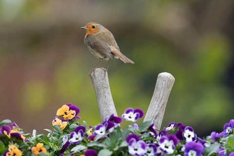 European robin (Erithacus rubecula) adult garden bird on a pair of shears handle in a plant pot