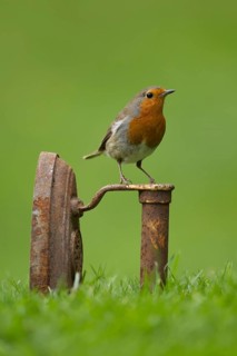European robin (Erithacus rubecula) adult garden bird on a metal iron on a grass lawn in spring,