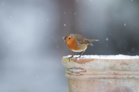 European robin (Erithacus rubecula) adult garden bird on a snow covered plant pot in winter,