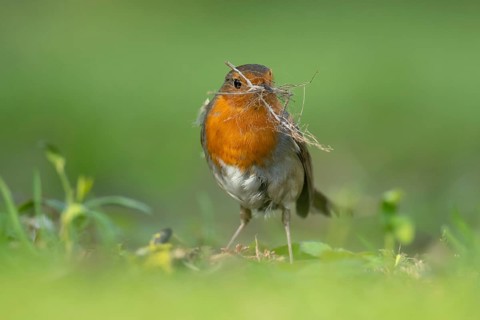 European robin (Erithacus rubecula) adult garden bird collecting nesting material in its beak in