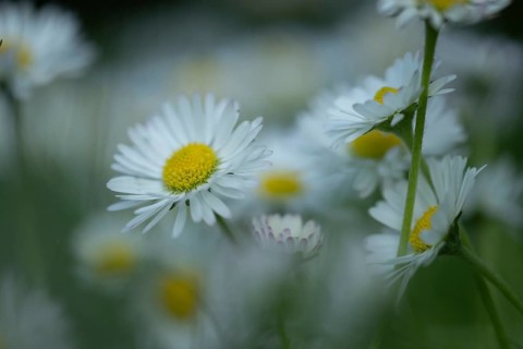 Common daisy (Bellis perennis) plant wildflower flower, Suffolk, England, United Kingdom