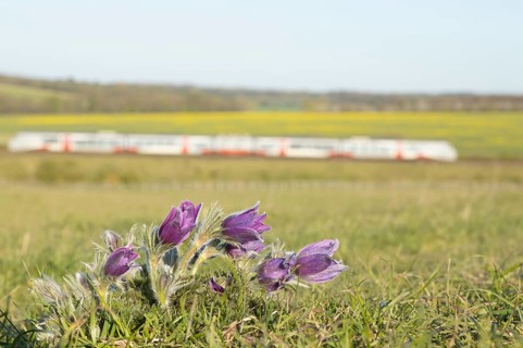 Pasqueflower (Pulsatilla vulgaris) wild plant flowers on a grass bank with a train passing by in