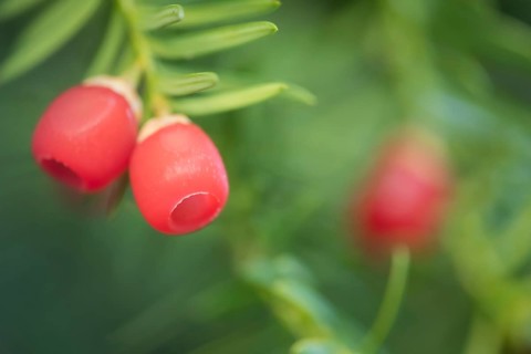 English or European yew tree (Taxus baccata) red berries in autumn, Suffolk, England, United